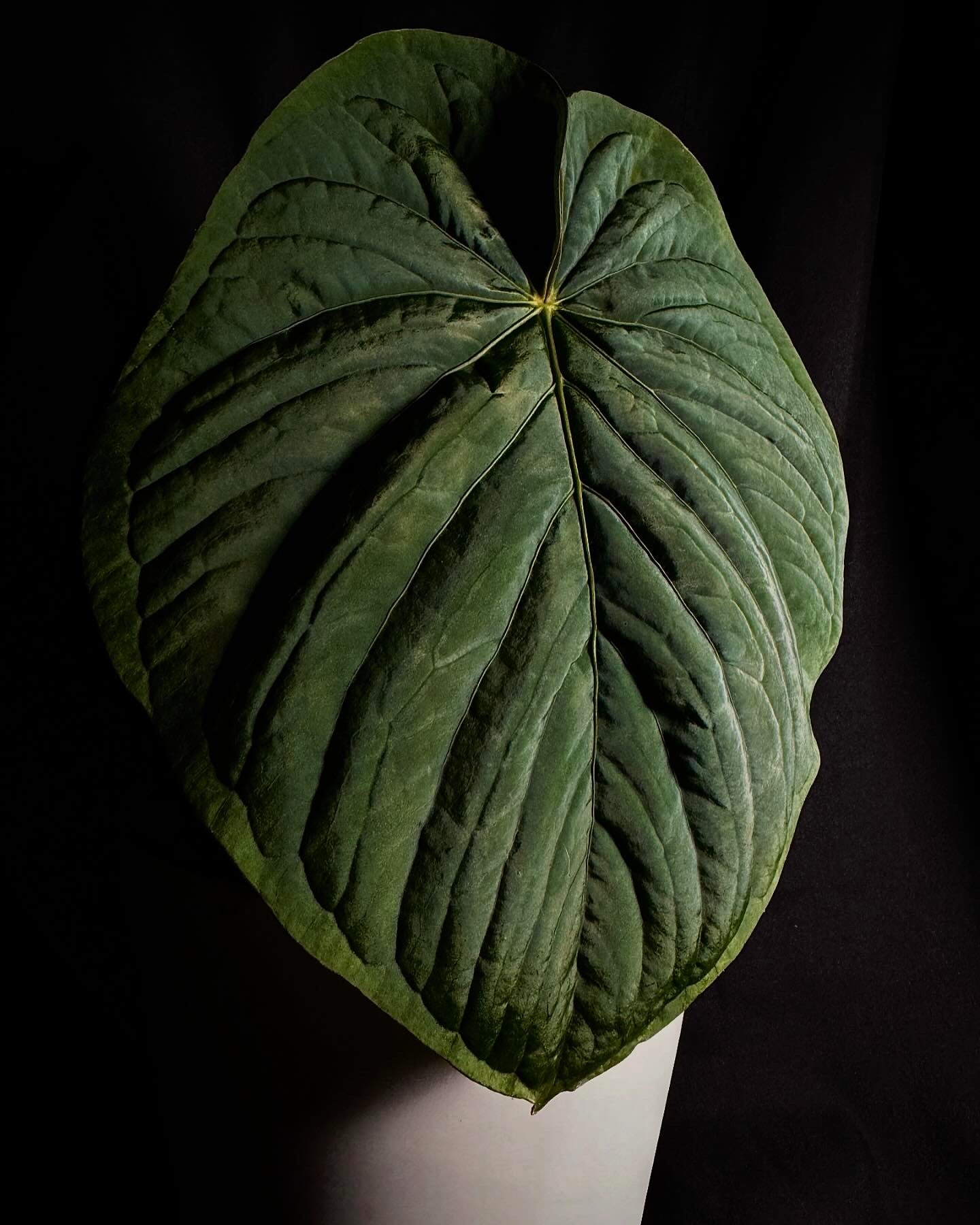 Kunayalense PM7 clone in cataphyll