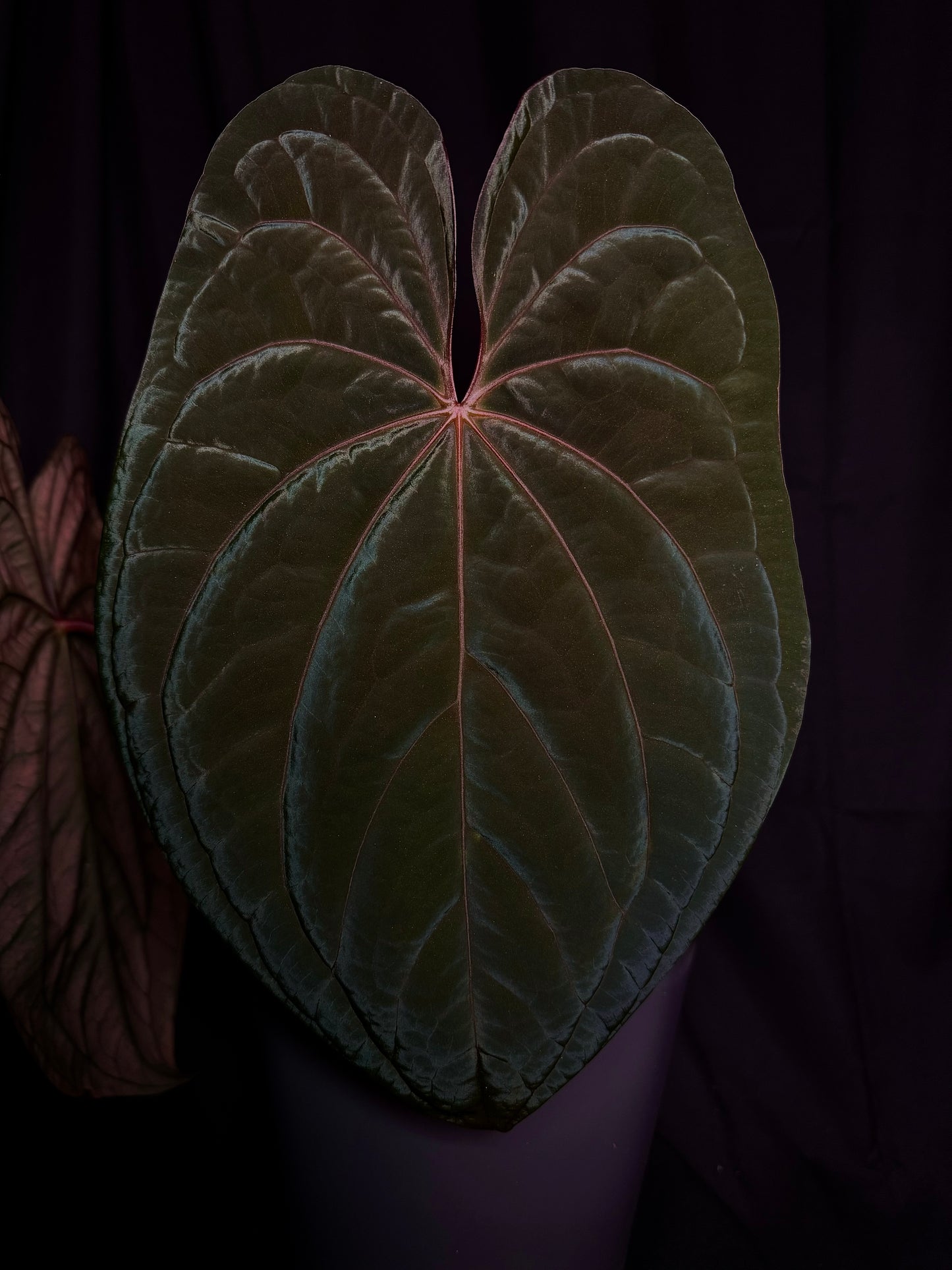 Antolakii (BVEP) “Round” x Red Vein Dark Phoenix