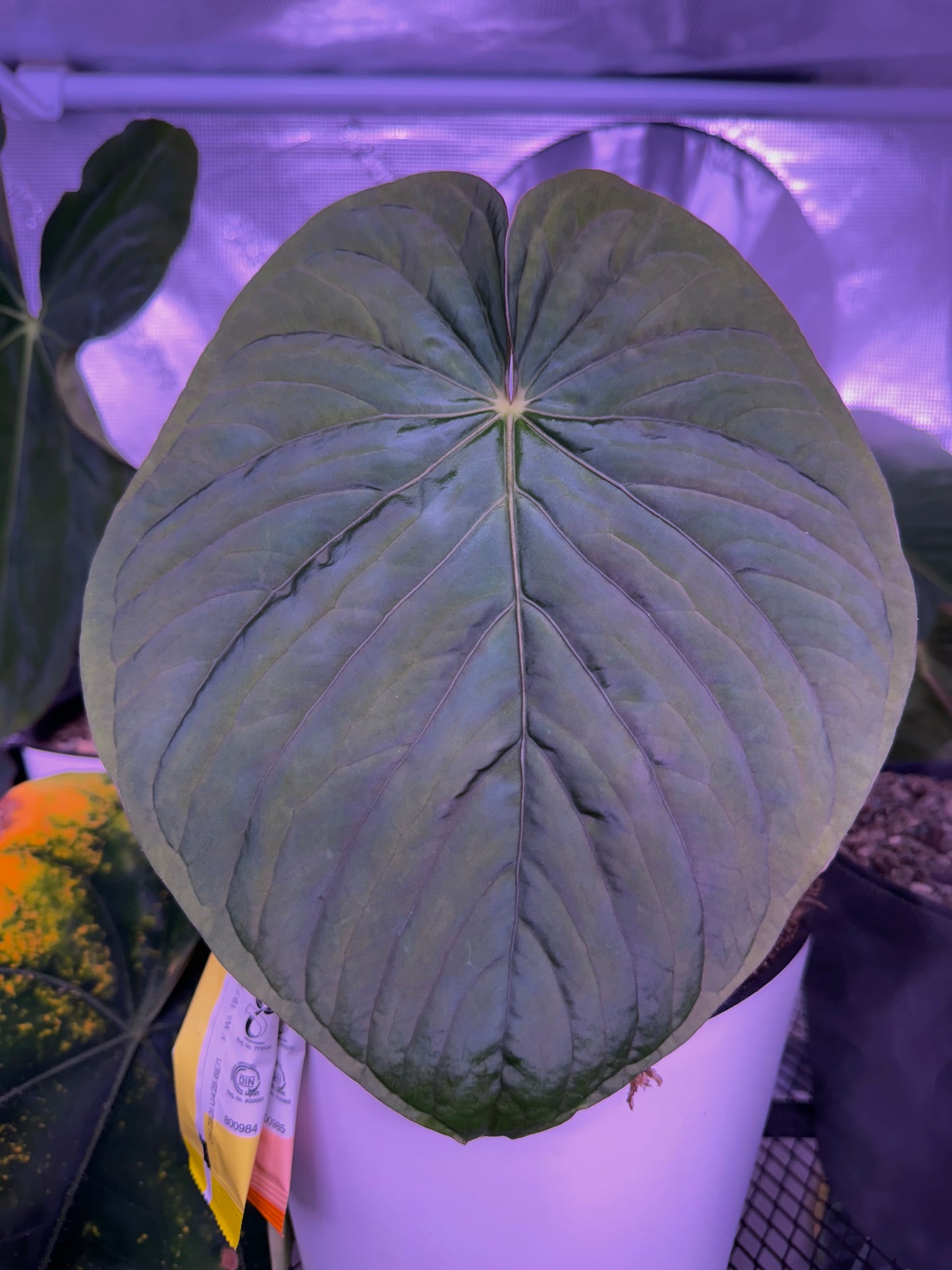 Kunayalense PM7 clone in cataphyll