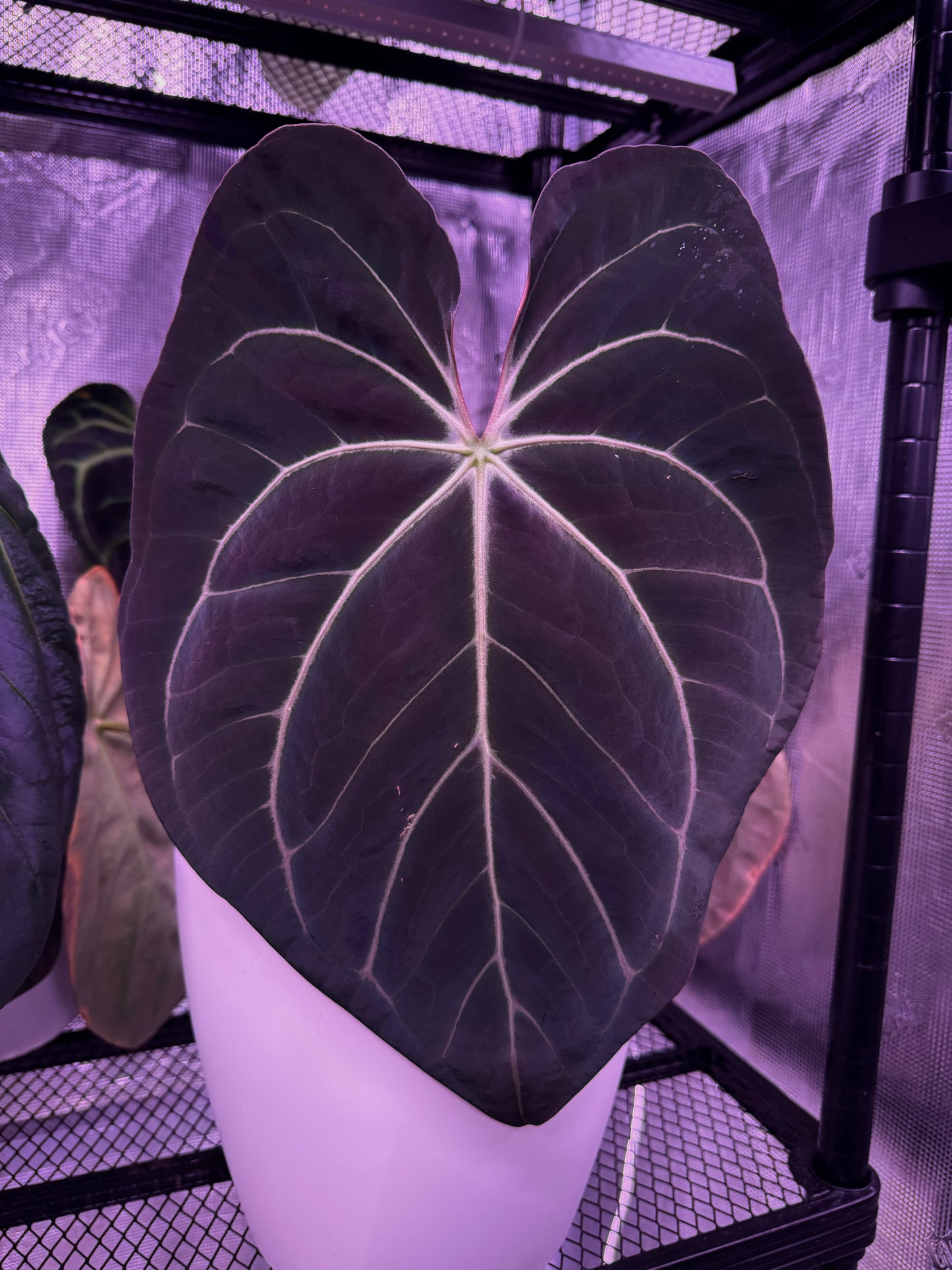(Carlablackiae x Besseae aff) x (BVEP x Dark Phoenix) 2 leaf seedlings (2)
