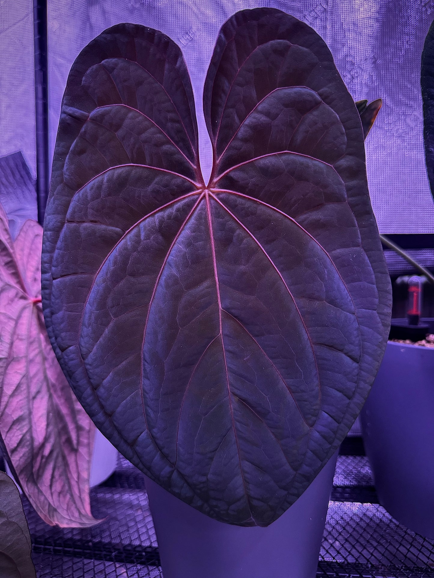 Dark Phoenix x Red Vein Dark Phoenix
