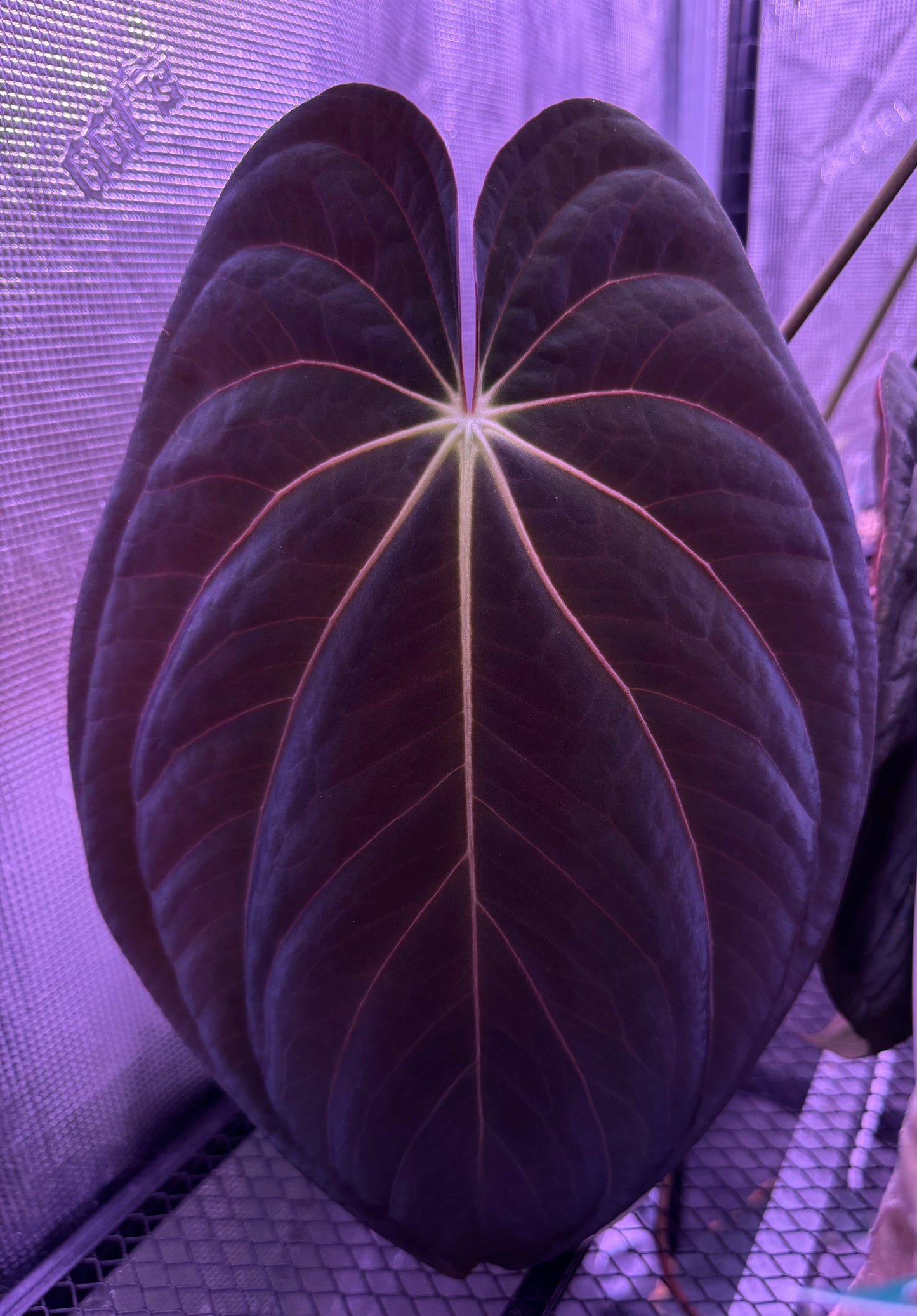 (Carlablackiae x Besseae aff) x (BVEP x Dark Phoenix) 2 leaf seedlings (2)