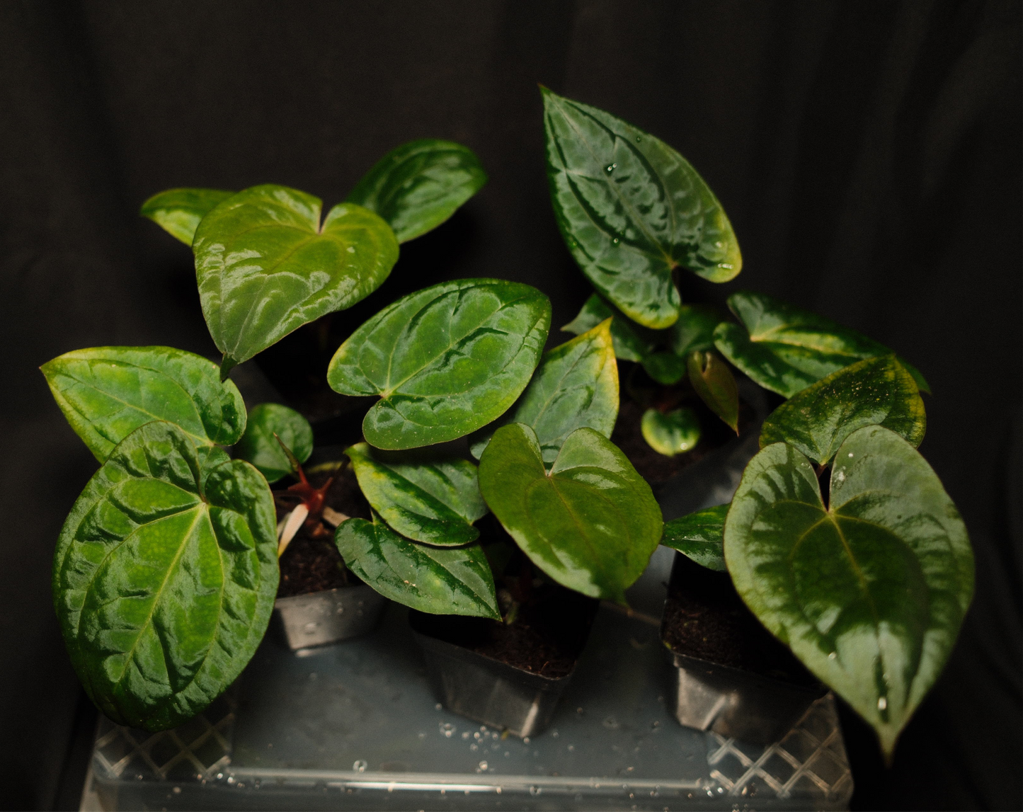 Dark Phoenix x Red Vein Dark Phoenix