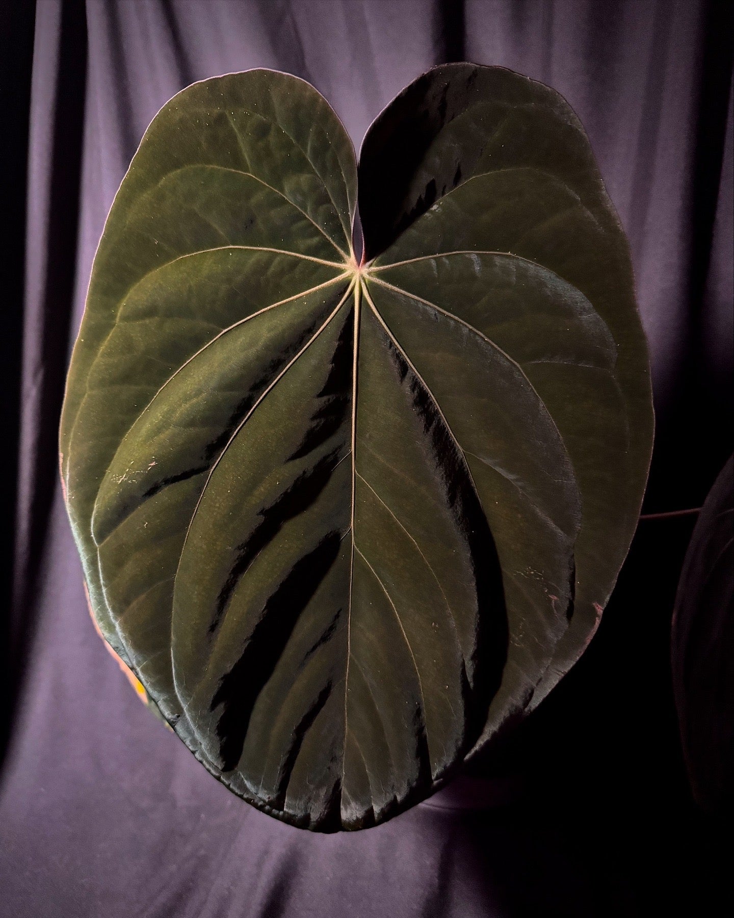 Antolakii (BVEP) “Round” x Red Vein Dark Phoenix