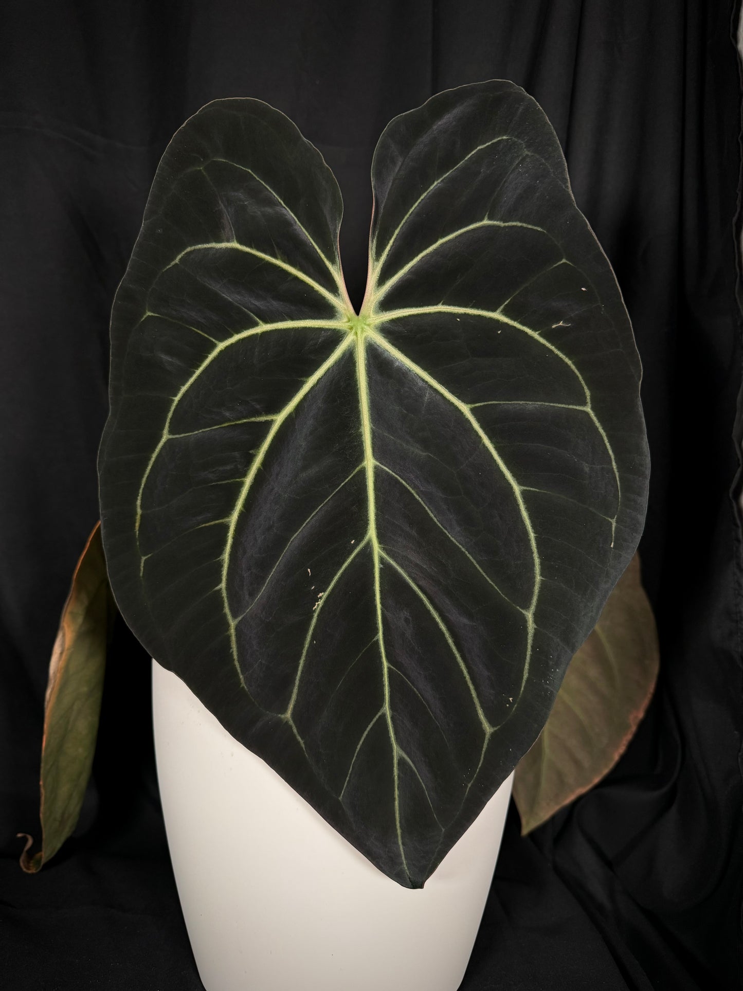 (Carlablackiae x Besseae aff) x (BVEP x Dark Phoenix) 2 leaf seedlings (2)