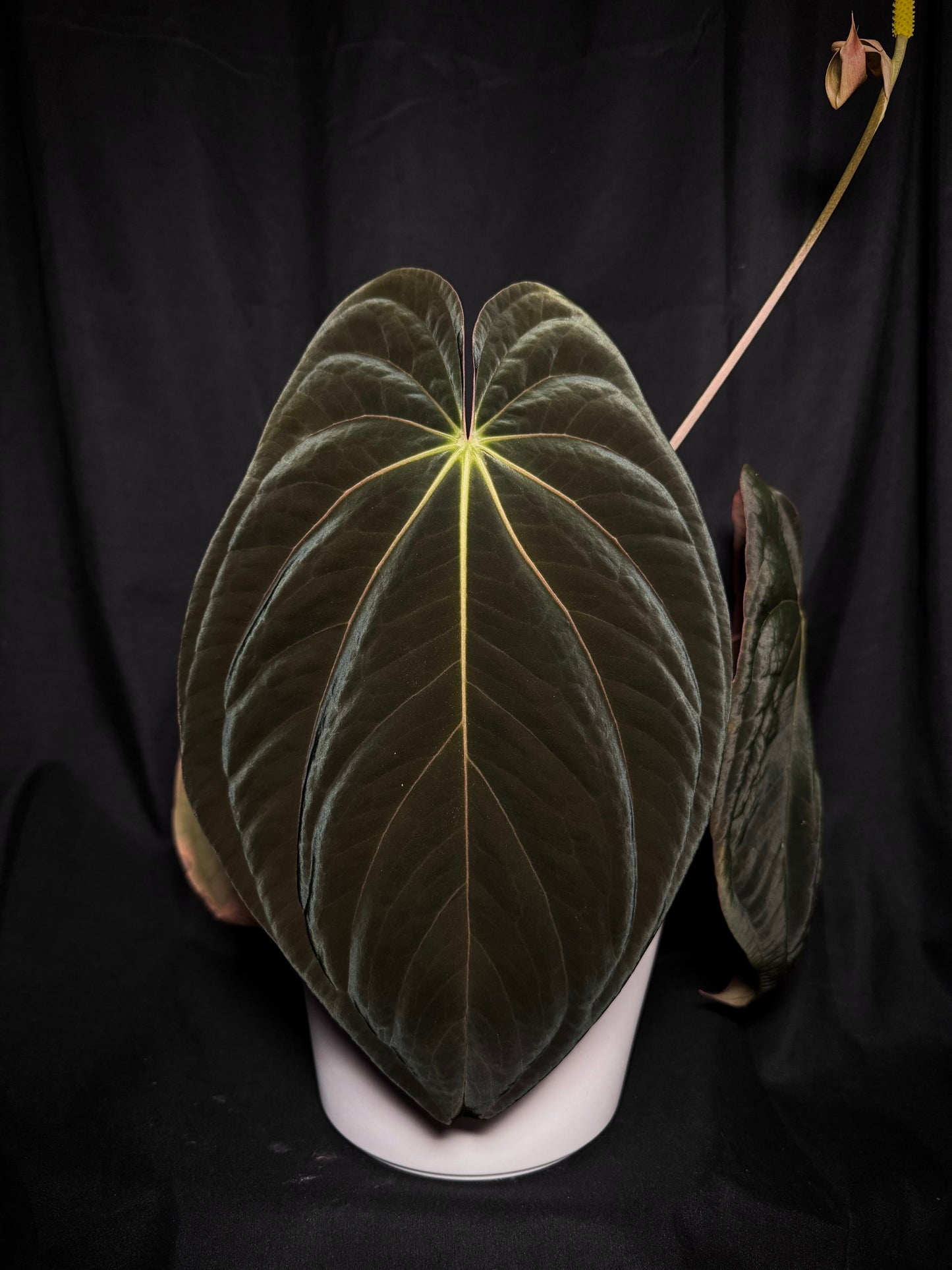 (Carlablackiae x Besseae aff) x (BVEP x Dark Phoenix) 2 leaf seedlings (2)