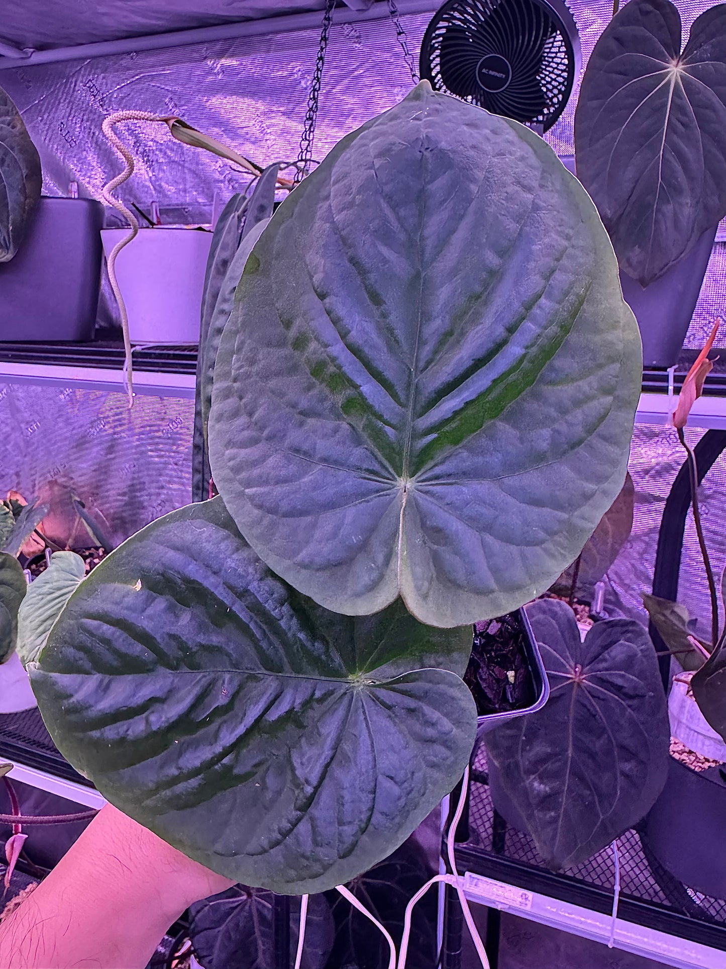 Kunayalense PM7 clone in cataphyll