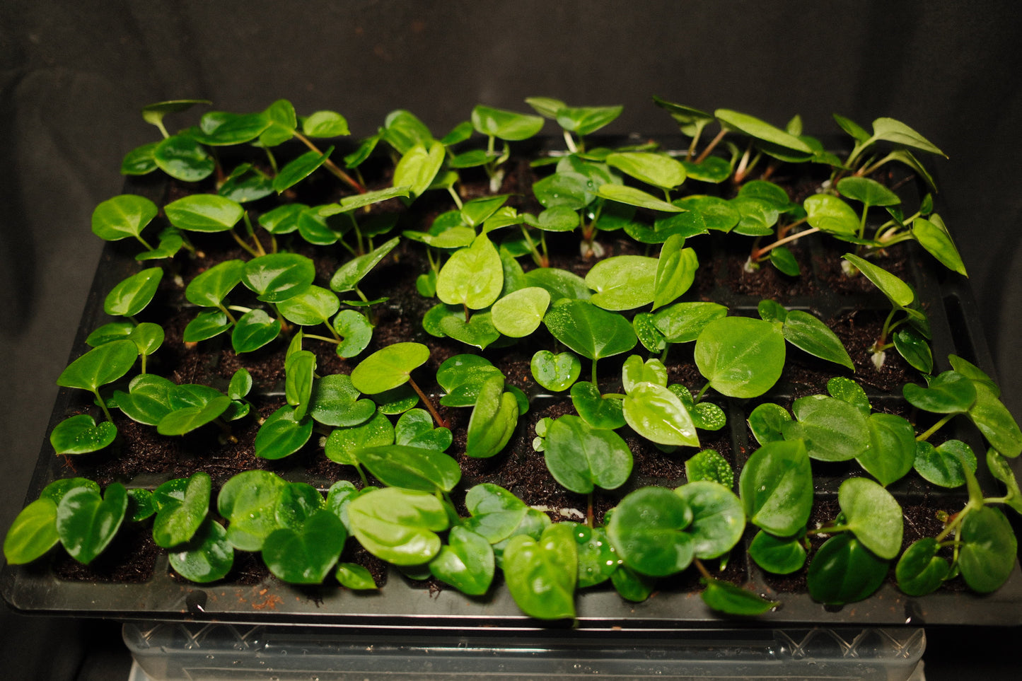 (Carlablackiae x Besseae aff) x (BVEP x Dark Phoenix) 3 seedlings