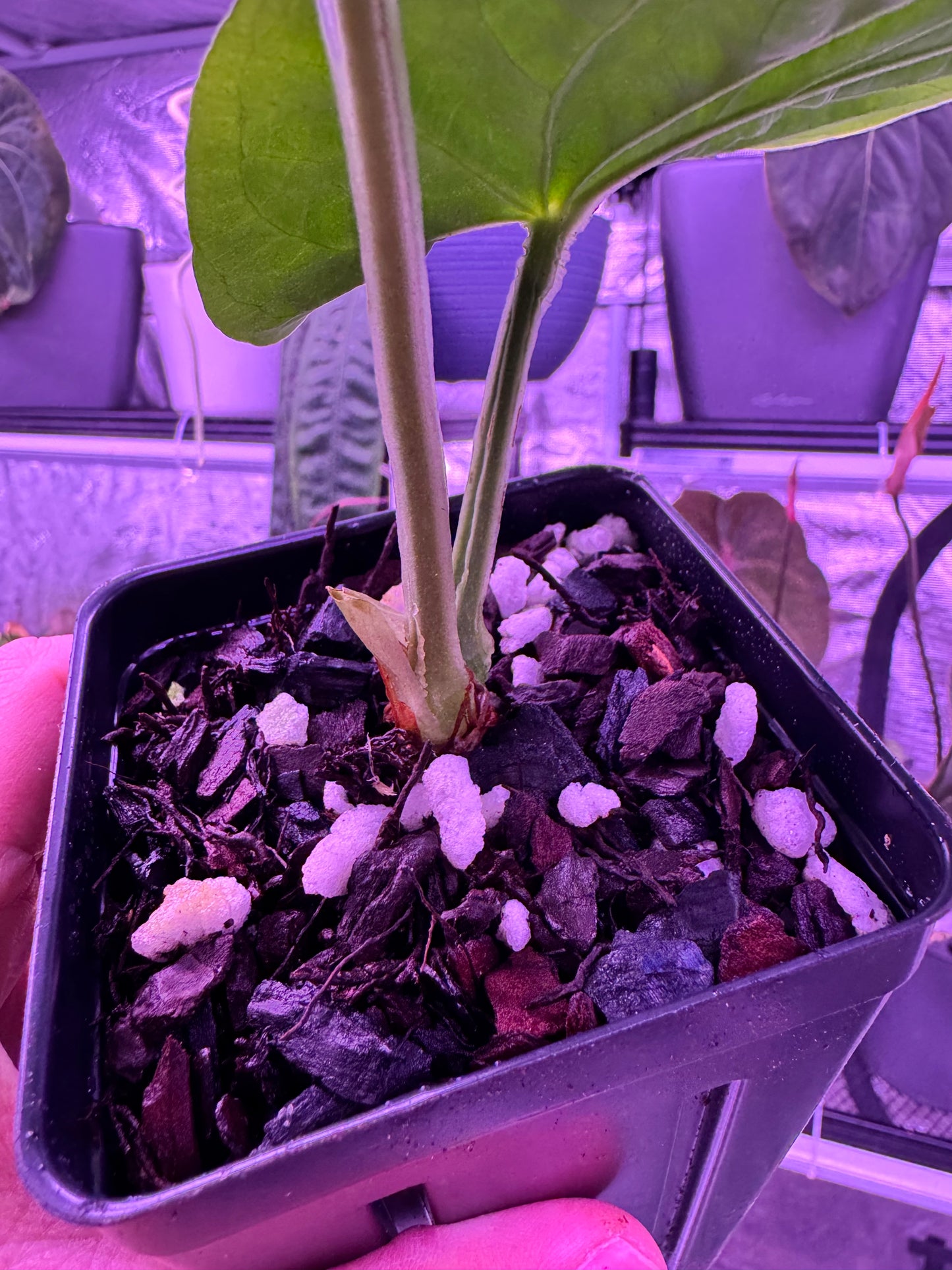 Kunayalense PM7 clone in cataphyll
