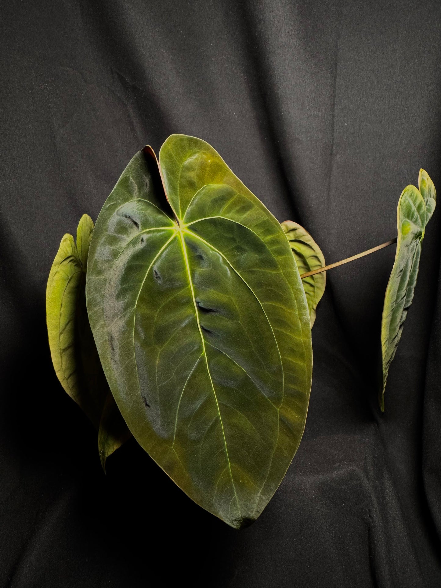 Papillilaminum RA5 Clone