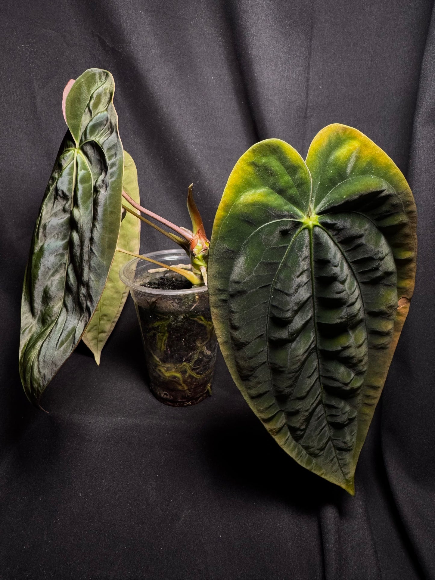 Papillilaminum RA5 Clone