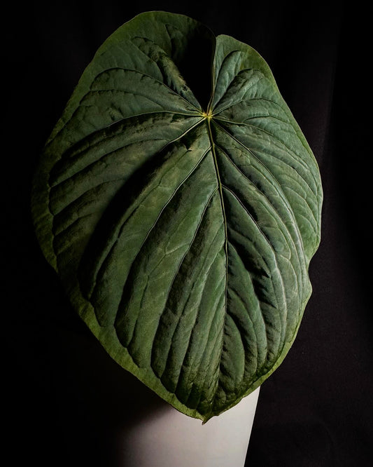 Kunayalense PM7 clone in cataphyll