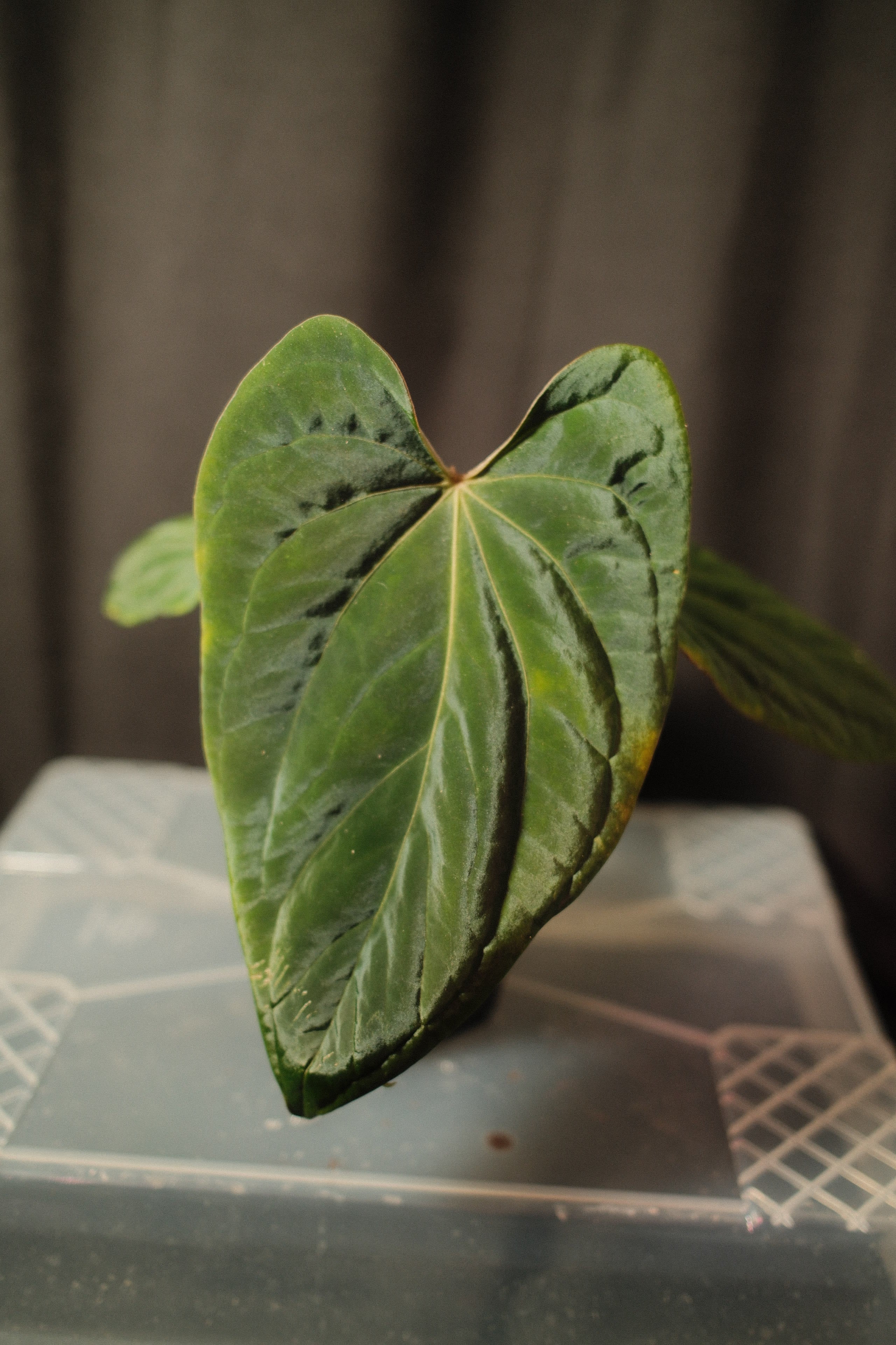 Seedlings & Seeds – chewanthurium Seedlings & Seeds – chewanthurium