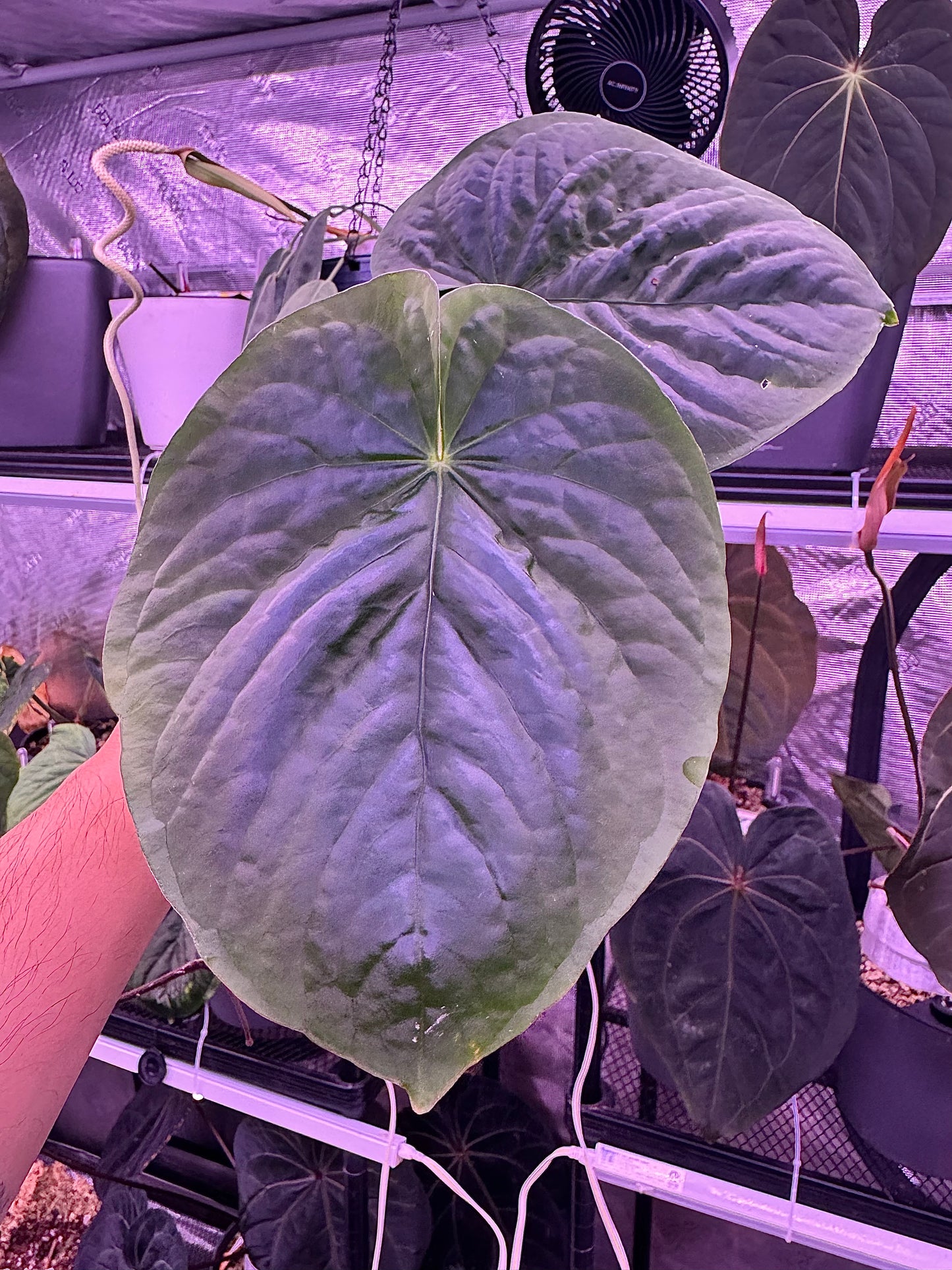 Kunayalense PM7 clone in cataphyll
