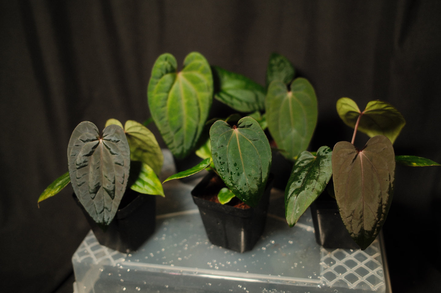 Antolakii (BVEP) “Round” x Red Vein Dark Phoenix