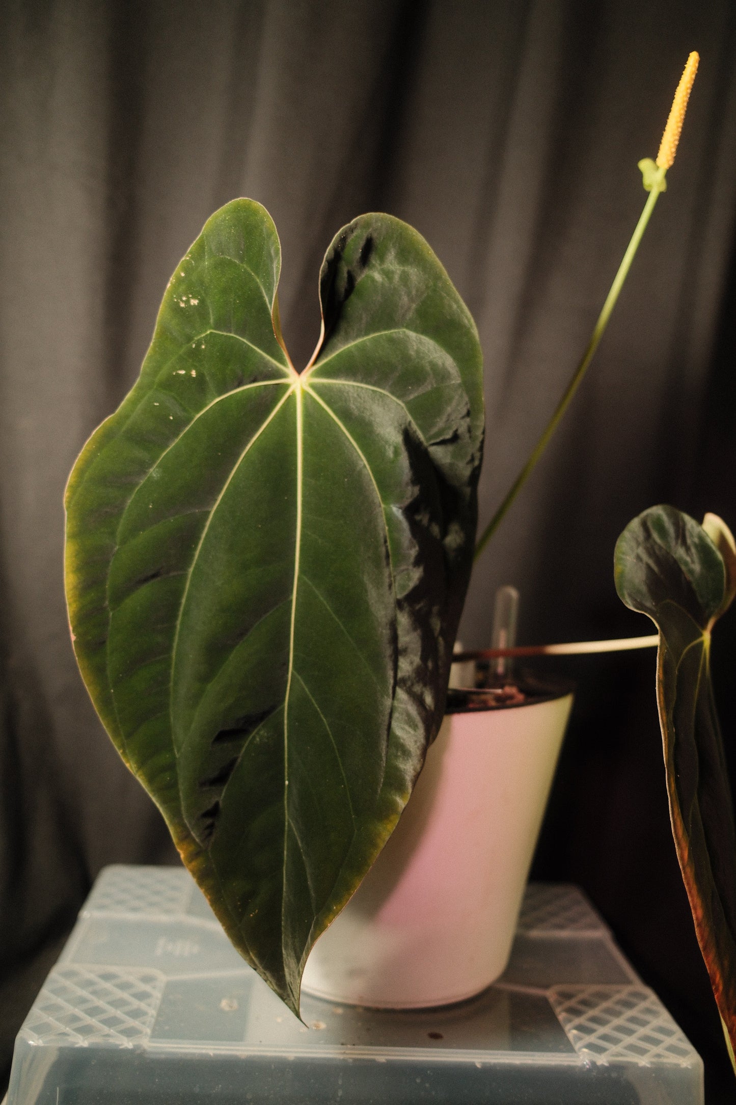 Antolakii (BVEP) flowering