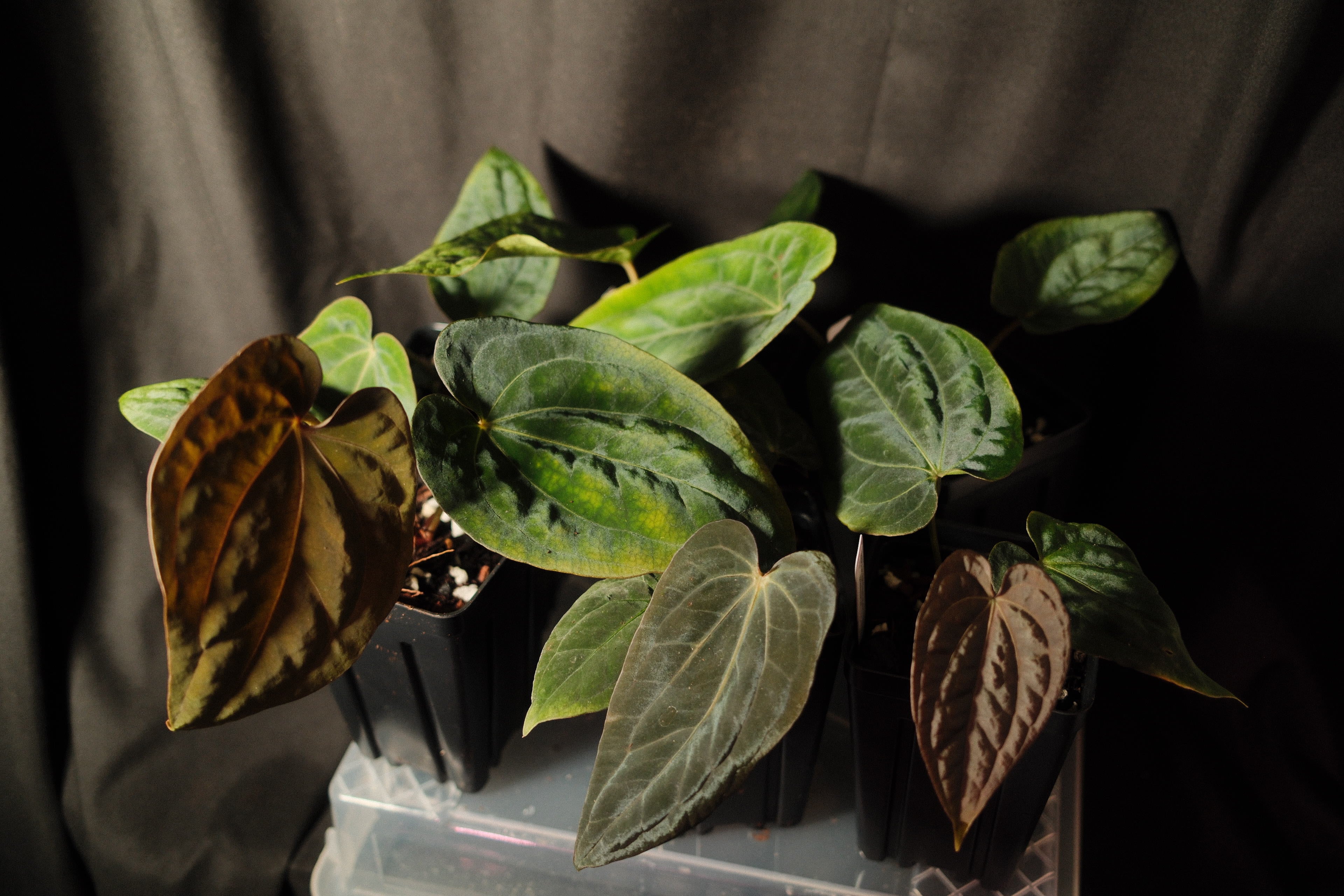 BVEP x Dark Phoenix) x (Dress x Carla) – chewanthurium