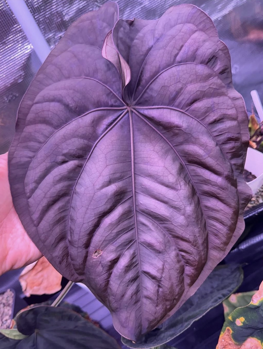 RG dressleri F2 dark clone